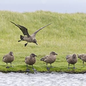 Great Skua (Stercorarius skua) six adults, one in flight joining flock standing at edge of water, Shetland Islands