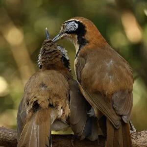 Greater Necklaced Laughingthrush (Garrulax pectoralis subfusus) two adults, mutual preening, perched on branch