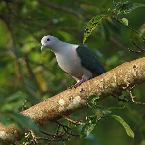 Pigeons Collection: Green Imperial Pigeon