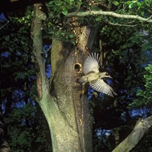 Green Woodpecker (Picus viridis) adult female, in flight, leaving nesthole in tree trunk, England