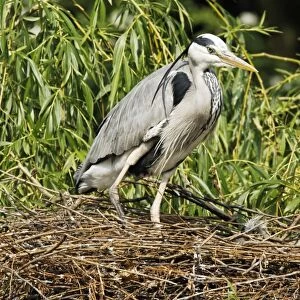 Grey Heron (Ardea cinerea) adult with chicks, at nest in tree, Midlands, England, april