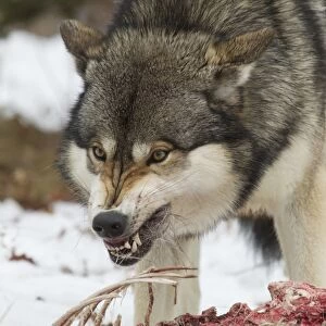 Grey Wolf (Canis lupus) adult alpha male, in aggressive posture, snarling at other wolves whilst feeding