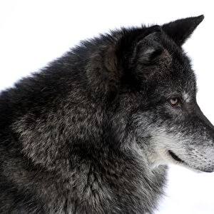 Grey Wolf (Canis lupus) adult, close-up of head, in snow, Montana, U. S. A. winter (captive)
