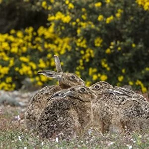 Group of Brown Hares on Havergate Island, Suffolk