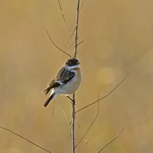 Hodgson's Bushchat (Saxicola insignis) adult male, wintering, perched on stem, Uttaranchal, India, january