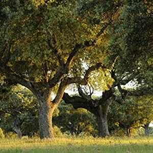 Holm Oak (Quercus ilex) habit, dehesa habitat in late evening sunlight, Spain, june