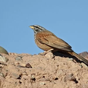 House Bunting (Emberiza striolata) adult male, standing on ground, Ouarzazate, Morocco, february