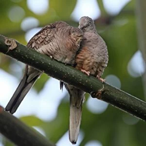 Inca Dove (Columbina inca) adult pair, mutual preening, pair bonding behaviour, Costa Rica, february