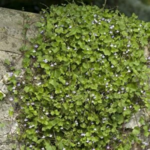Ivy-leaved toadflax, Cymbalaria muralis, flowering on a stone wall