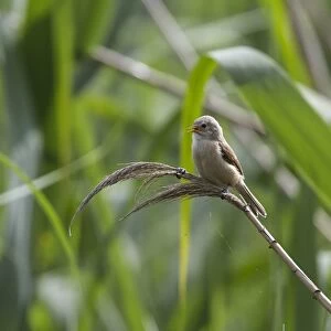 Juvenile Penduline Tit on reed. - Bulgaria