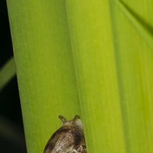 Kentish Snail (Monacha cantiana) adult, resting on Common Reed (Phragmites australis) leaf, Wicken Fen, Cambridgeshire