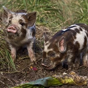 Kune Kune pigs vary from 24" to 30" high and weigh between 140-220 lbs
