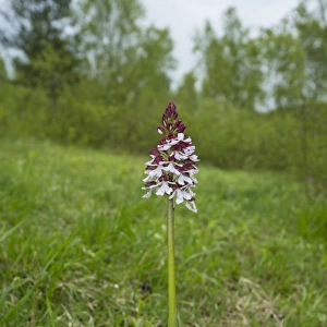 Lady Orchid (Orchis purpurea) flowerspike, Kent, England, May