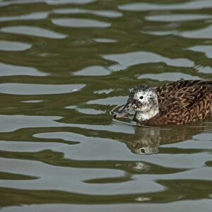 Laysan Duck (Anas laysanensis) adult female, swimming (captive)