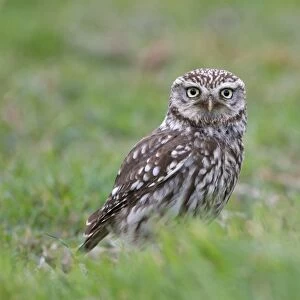 Little Owl (Athene noctua) adult, standing in grass on meadow, Leicestershire, England, may