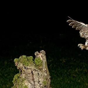 Little Owl (Athene noctua) adult, in flight, landing on stump at night, Pevensey Levels, East Sussex, England