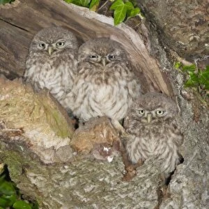 Little Owl (Athene noctua) three young, perched at nesthole entrance at night, Oxfordshire, England, June