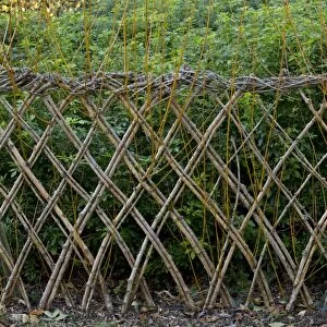 Living willow fence sprouting, Dordogne, France, December