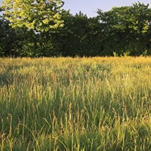 Long grass growing in permanent set-a-side beside hedgerow, in late evening sunshine, Bacton, Suffolk, England, may