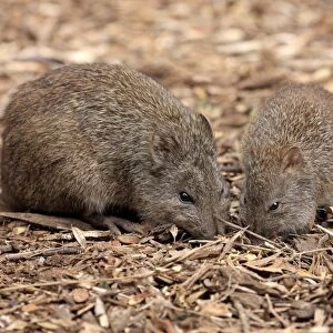 Long-nosed Potoroo (Potorous tridactylus) adult female with young, foraging on ground, South Australia, Australia