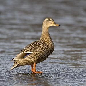 Mallard Duck (Anas platyrhynchos) adult female, standing on ice of frozen lake, Duns Castle, Duns, Berwickshire