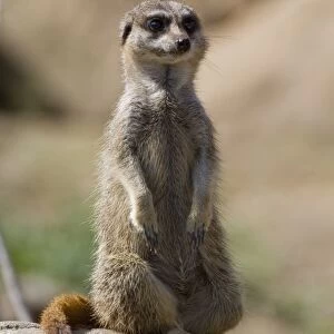The meerkat or suricate, Suricata suricatta, is a small mammal belonging to the mongoose family