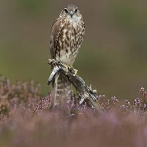 Merlin (Falco columbarius) adult female, perched on stump amongst flowering heather on moorland, Peak District