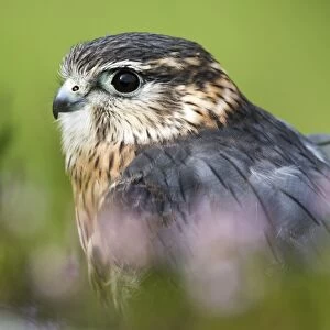 Merlin Falco columbarius adult male, standing on heather moorland, Yorkshire, England, August (captive)