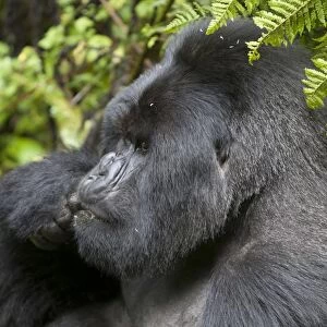 Mountain Gorilla (Gorilla beringei beringei) silverback adult male, close-up of head, feeding, sitting in vegetation