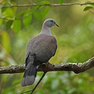 Pigeons Collection: Mountain Imperial Pigeon