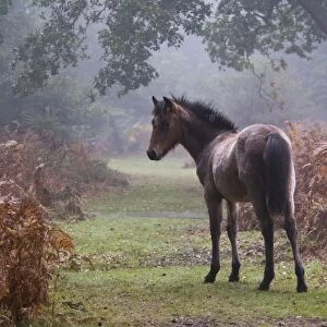 New Forest Pony, foal, standing beside bracken in autumn colour, in early morning mist, New Forest, Hampshire, England