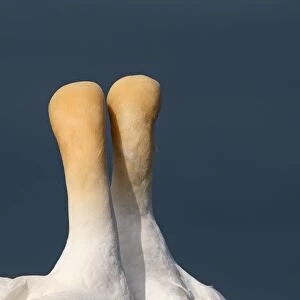 Northern Gannet (Morus bassanus) adult pair, close-up of back of heads and necks, displaying, Northumberland, England