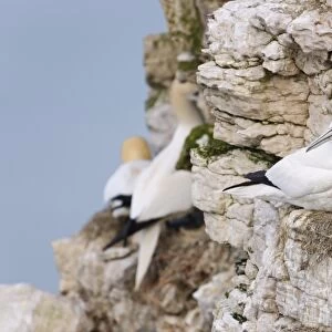Northern Gannet (Morus bassanus) adults, sitting at nests on sea cliff, Bempton Cliffs RSPB Reserve, Bempton