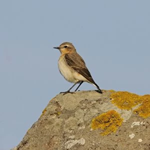 Northern Wheatear (Oenanthe oenanthe) adult female, standing on lichen covered rock, Lemnos, Greece, April