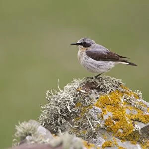 Northern Wheatear (Oenanthe oenanthe) adult male, perched on lichen covered drystone wall, Shetland Islands, Scotland, june