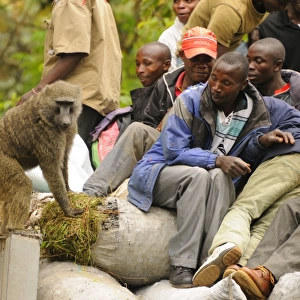 Olive Baboon (Papio anubis) adult, stealing food from truck with villagers along road, Kahuzi-Biega N. P