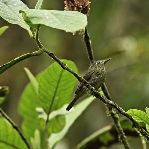 Olive-striped Flycatcher (Mionectes olivaceus hederaceus) adult, perched on twig, El Valle, Panama, October