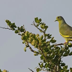 Pigeons Collection: Orange Breasted Green Pigeon