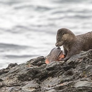 Otter eating lumpsucker fish at low tide on a rock, Isle of Jura, Scotland