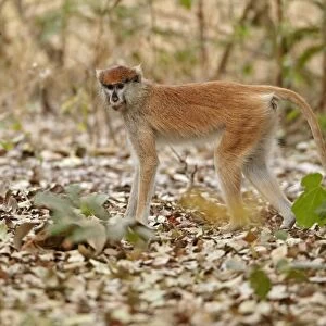Patas Monkey (Eythrocebus patas) immature female, standing on leaf litter, near Toubacouta, Senegal, january