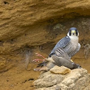 Peregrine Falcon (Falco peregrinus) adult, feeding on Red-legged Partridge (Alectoris rufa) prey, Suffolk, England