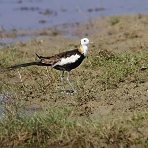 Pheasant-tailed Jacana (Hydrophasianus chirurgus) adult, breeding plumage, standing on mud at edge of water