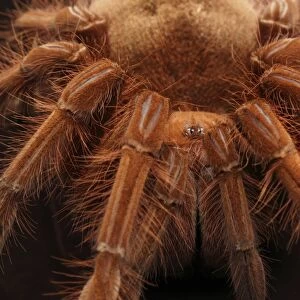 Pinkfoot Goliath Birdeater (Theraphosa apophysis) adult, close up of legs and head (captive)