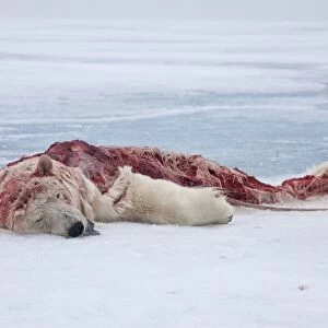 Polar Bear (Ursus maritimus) dead young, killed and eaten by another Polar Bear, on pack ice, Spitsbergen, Svalbard