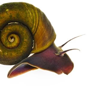Ram s-horn Snail (Planorbis planorbis) adult, Wat Tyler Country Park, Essex, England