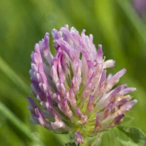 Red Clover (Trifolium pratense) close-up of flowerhead, covered with dew, Crossness Nature Reserve, Bexley, Kent, England, may