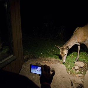 Red Deer (Cervus elaphus) hind, feeding on peanuts, being filmed on camera phone from hide at night, Speyside
