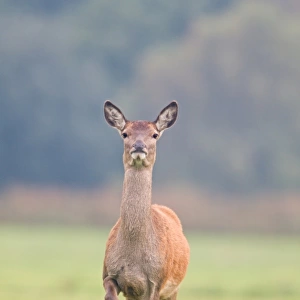 Red Deer (Cervus elaphus) hind, raising front leg, stamping at sign of danger, Minsmere RSPB Reserve, Suffolk, England, october