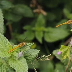 Ruddy Darter (Sympetrum sanguineum) two adult females, resting on vegetation, Elmley Marshes N. N. R