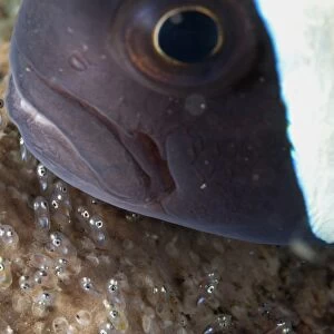 Saddleback Anemonefish (Amphiprion polymnus) adult, protecting well-developed eggs at night, Lembeh Straits, Sulawesi